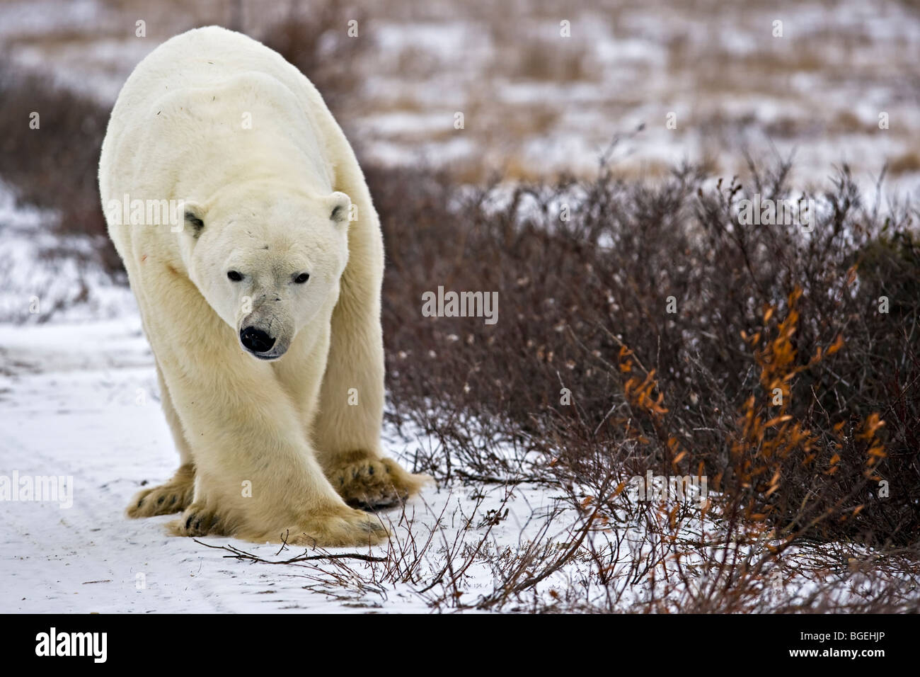 Polar bears, Churchill, Manitoba, Canada, Hudson Bay, Polar Bear, Ursus maritimus, in the Churchill Wildlife Management Area, Hu Stock Photo