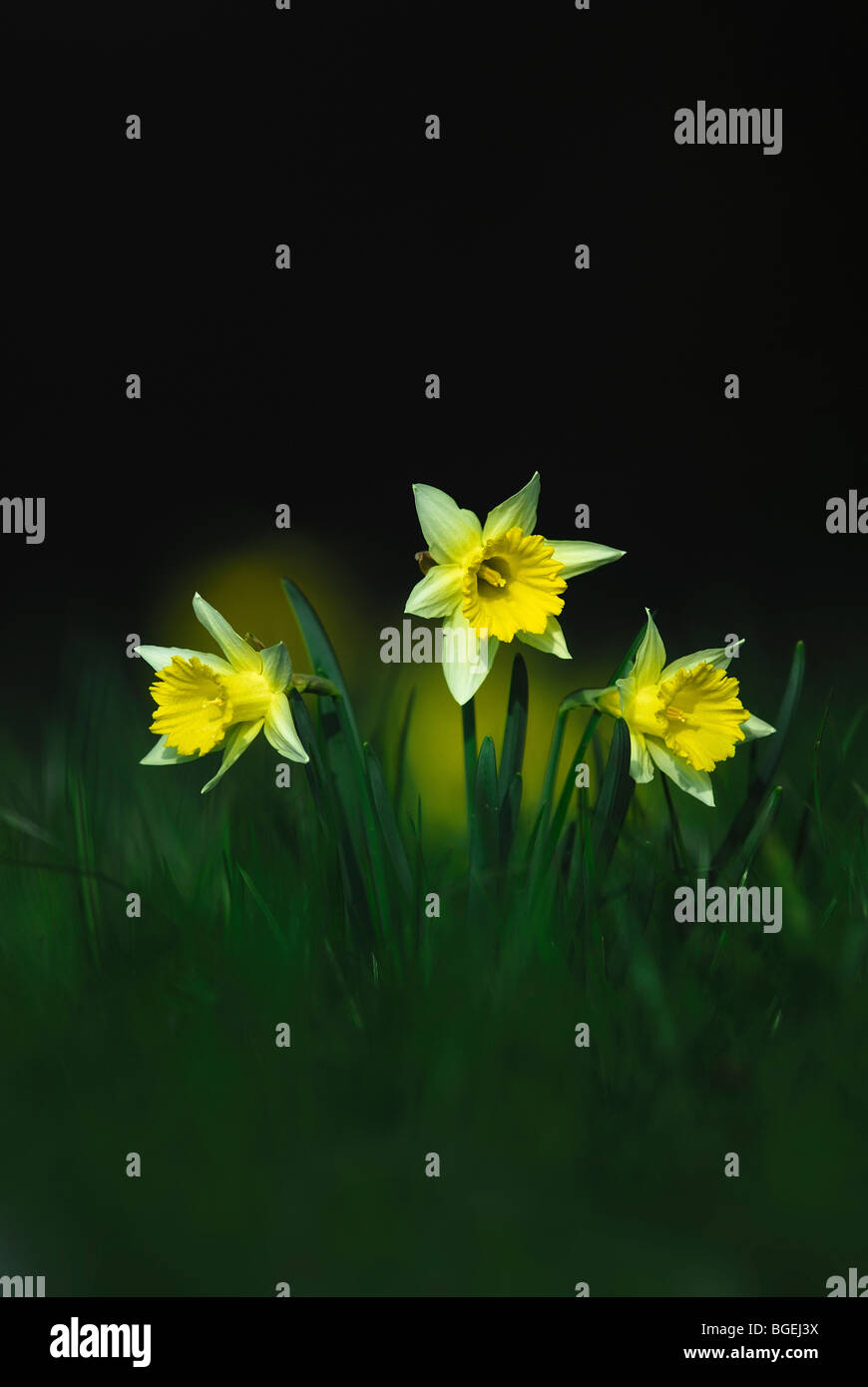 Daffodils in spring Stock Photo