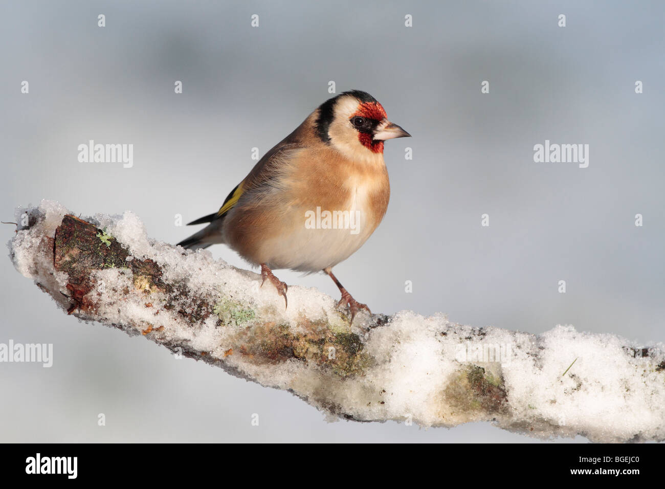 European goldfinch snow hi-res stock photography and images - Alamy