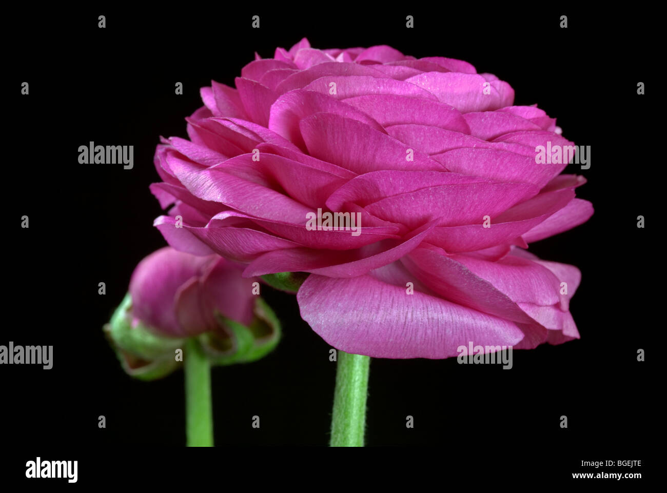 Pink Ranunculus (Turban Flower) Stock Photo