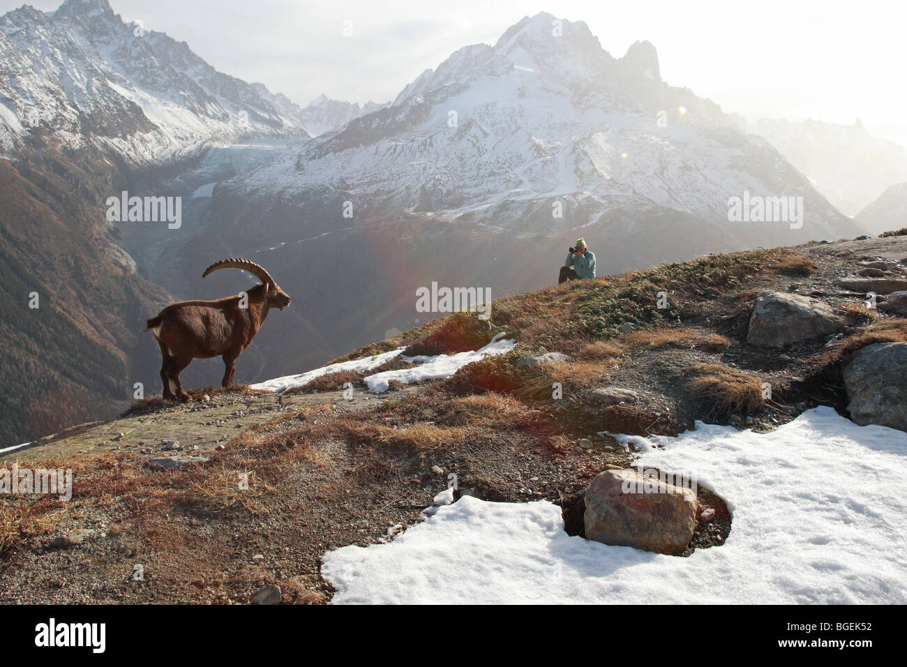 Capra ibex,Alpine ibex, male with photographer, Swiss Alps Stock Photo