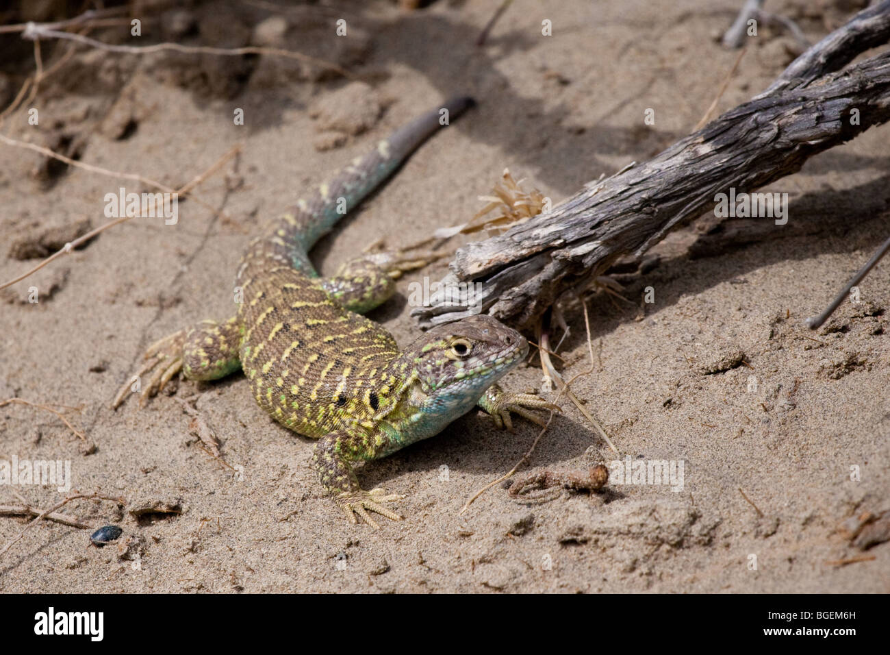18 November 2009 Lizard at Caleta Valdes, Peninsula Valdes, Chubut, Patagonia, Argentina. Stock Photo
