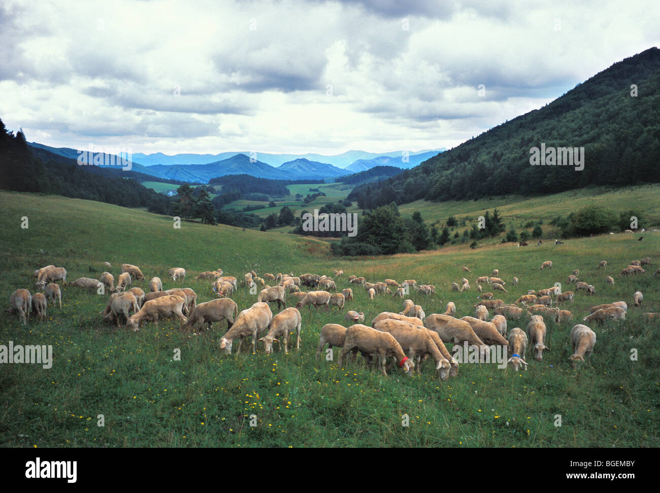 Sheep flock in a mountain area hi-res stock photography and images - Alamy