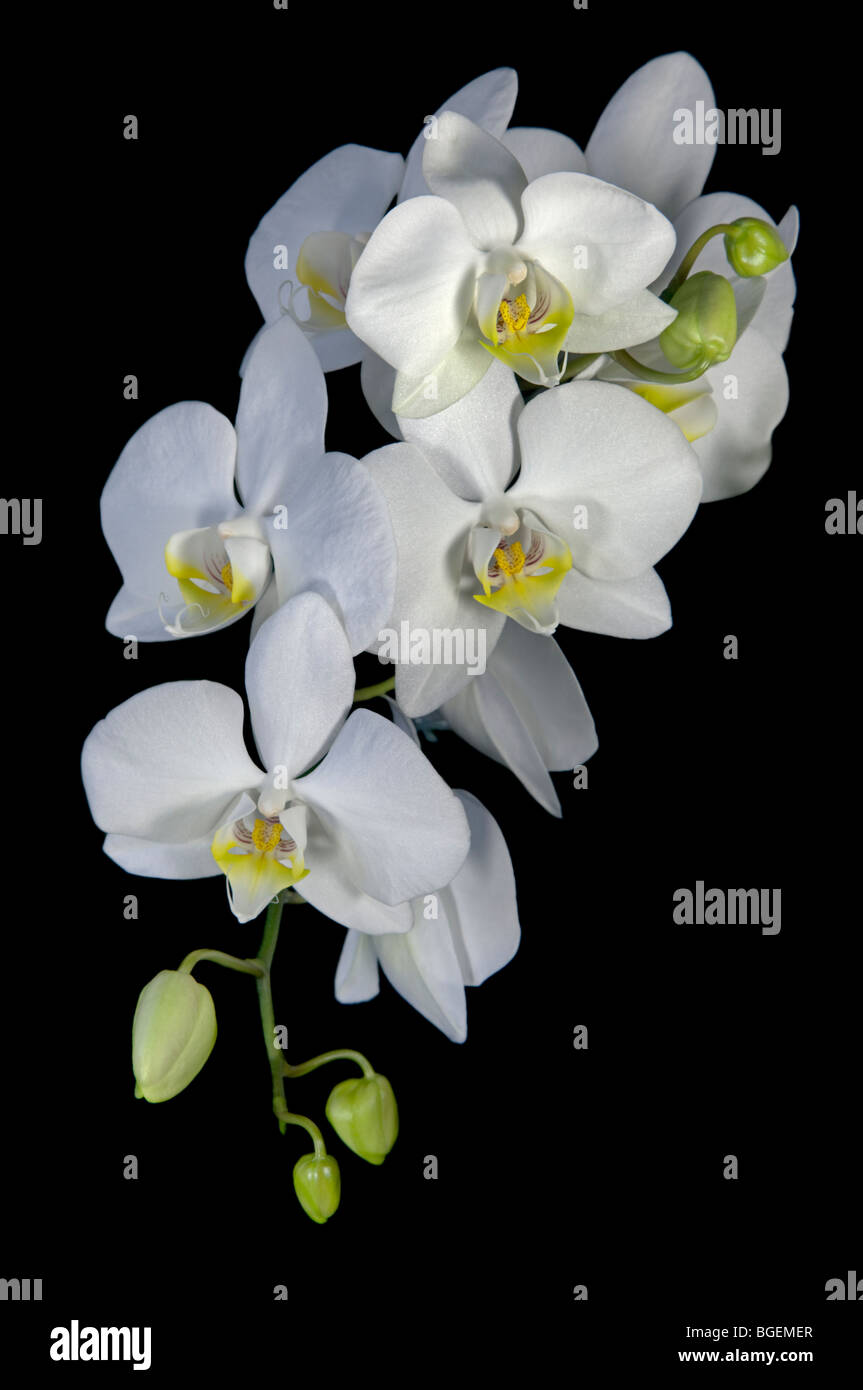 White Phalaenopsis Orchid (Moth Orchid) Stock Photo