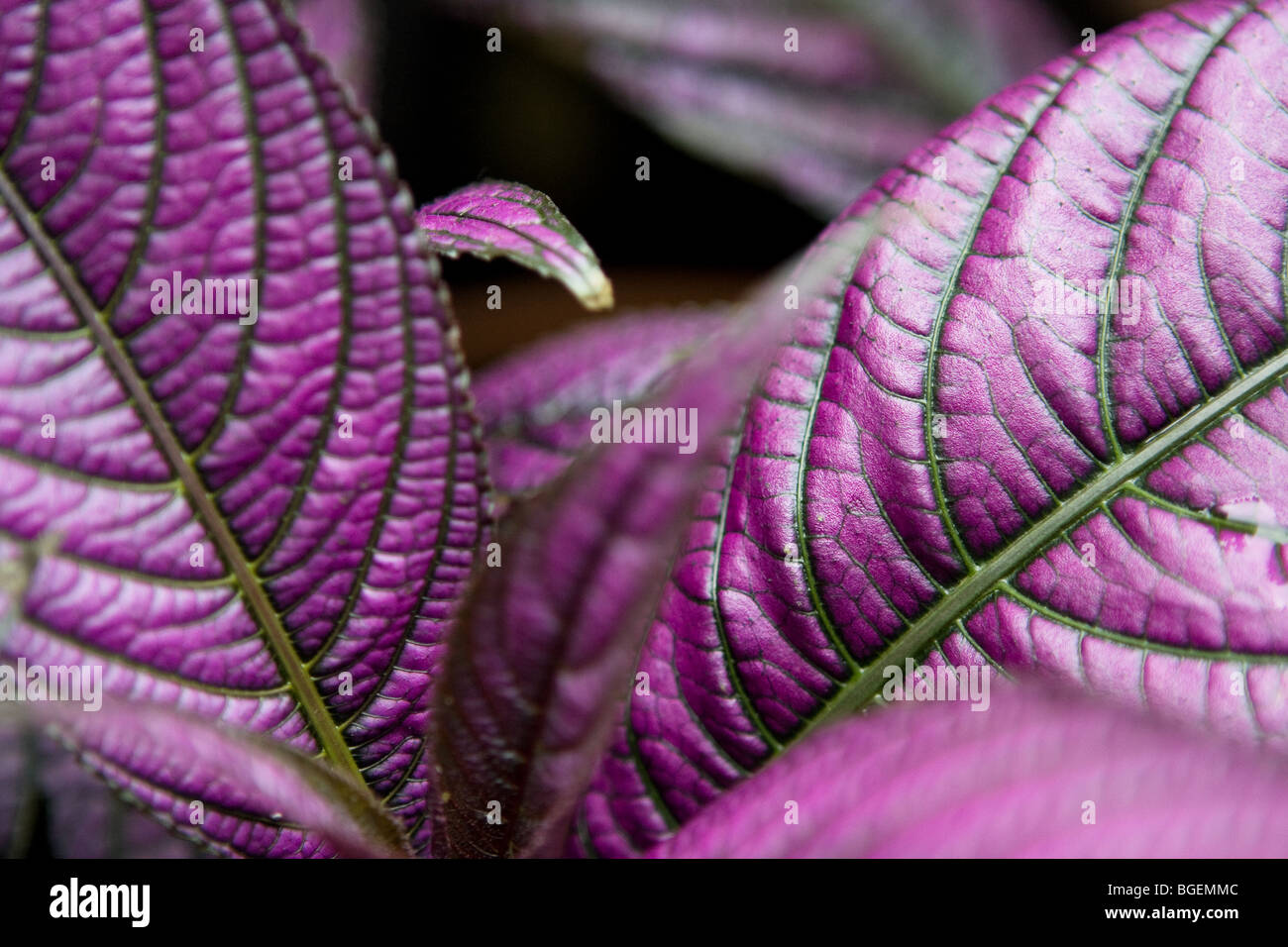 Strobilanthes dyerianus (Persian shield Stock Photo Alamy