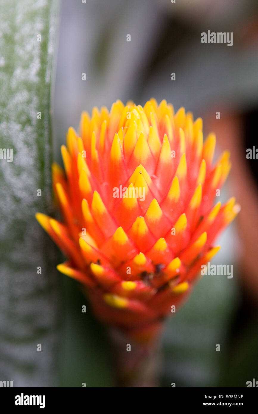 Bromeliad Flame (Torch) Stock Photo