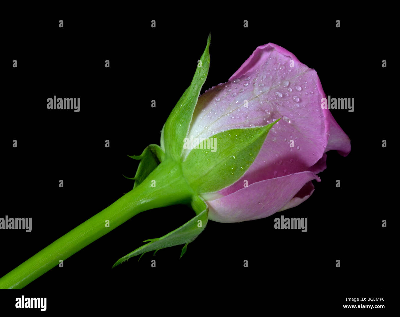 Bailey rose hi-res stock photography and images - Alamy