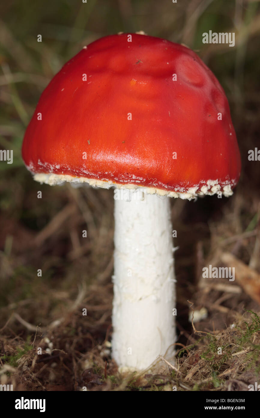 Sickener Fungus Stock Photo