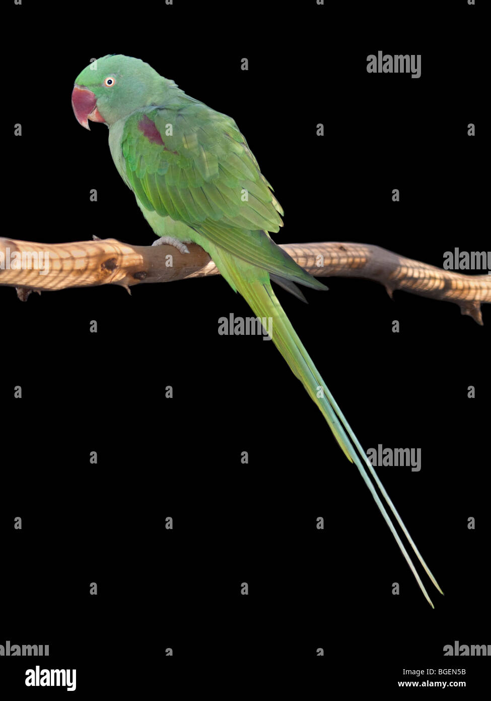 Alexandrine Parakeet (psittacula eupatria) Stock Photo