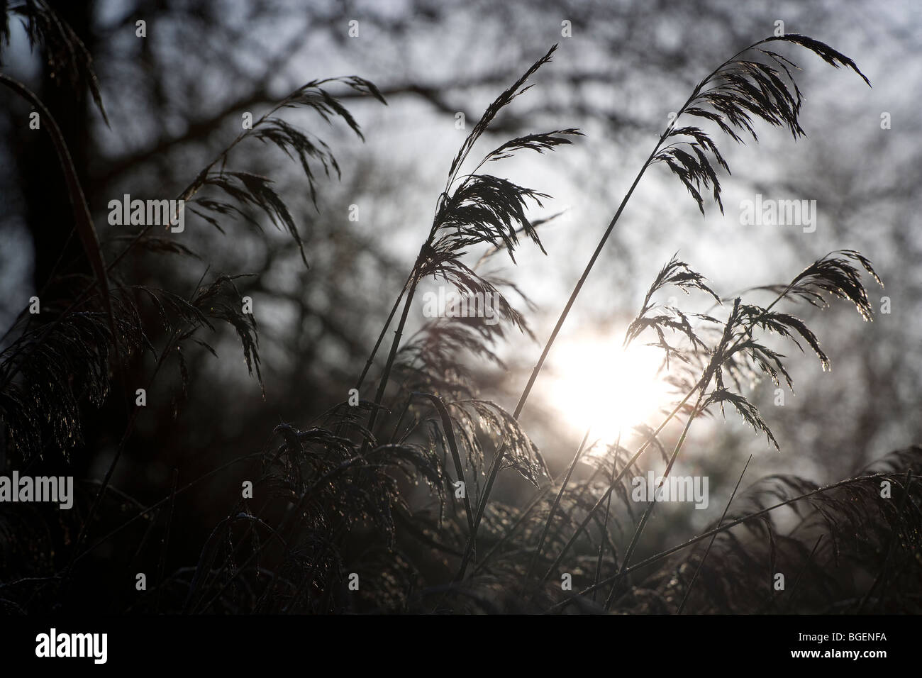 Reeds in late winter sunshine Stock Photo - Alamy