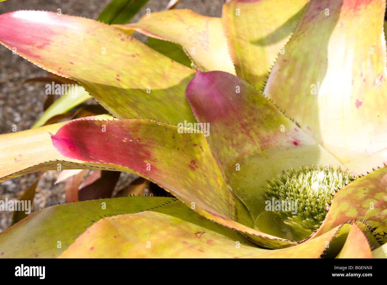 Bromeliad Neoregelia hybrid Stock Photo