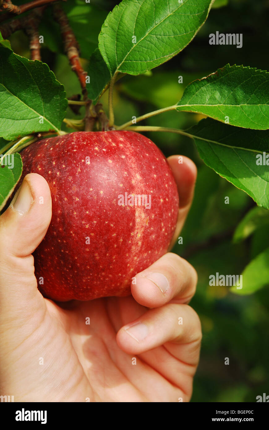 Macintosh apple tree hires stock photography and images Alamy