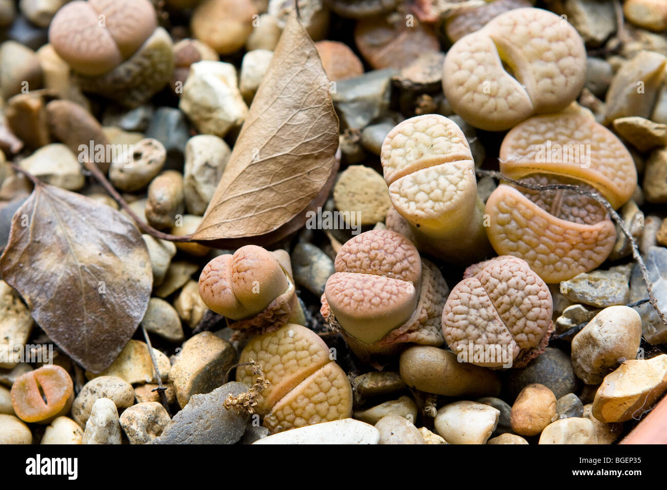 Lithops - The living stone Stock Photo