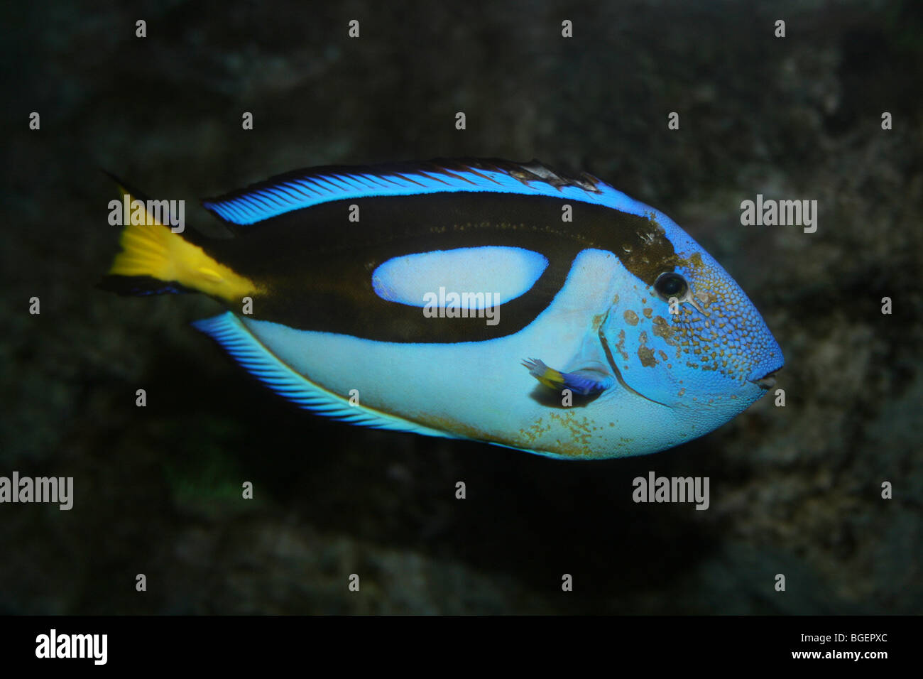 Regal (a.k.a. Blue) Tang Paracanthurus hepatus Stock Photo