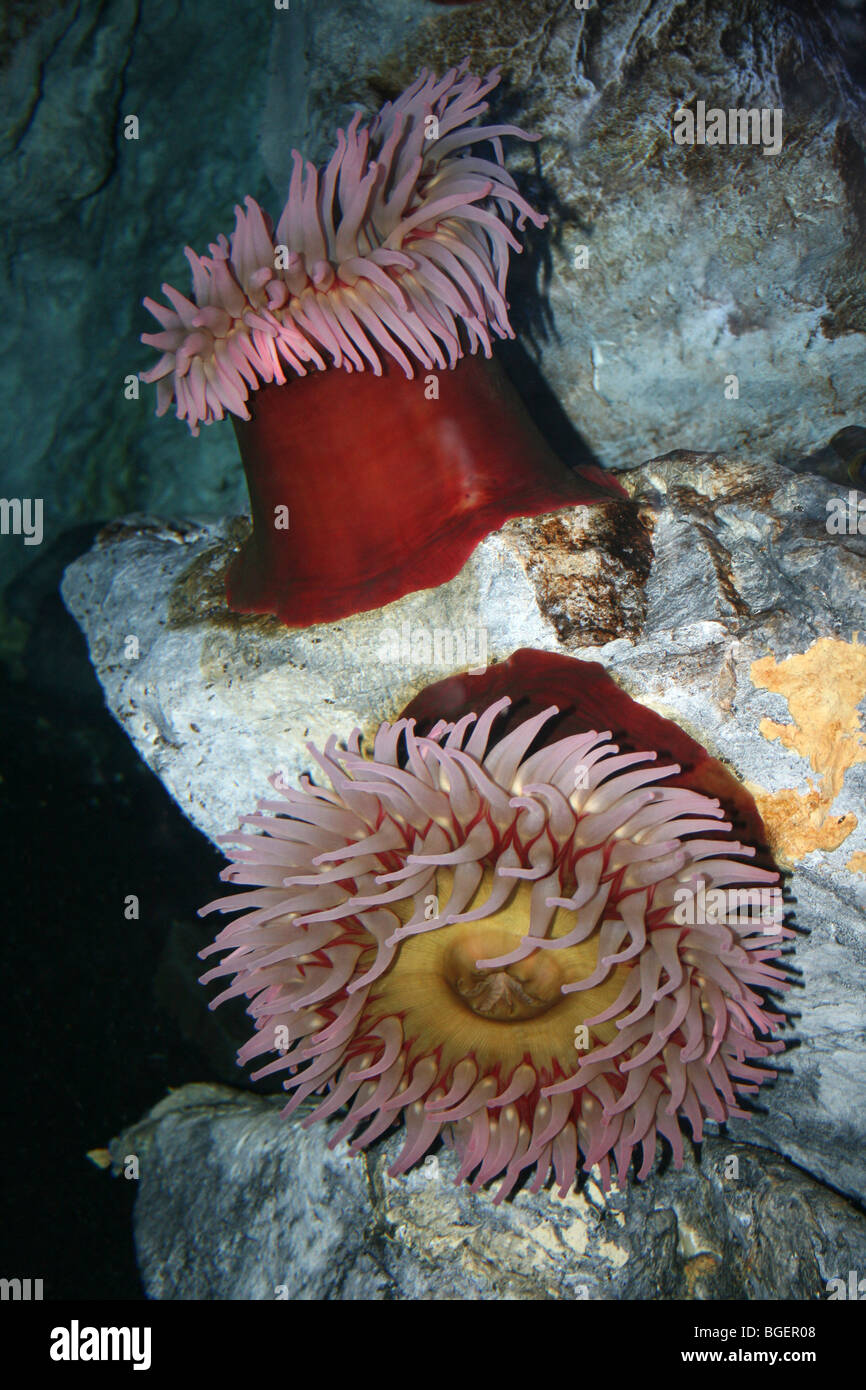 Fish Eating Anemone Urticina piscivora Stock Photo Alamy