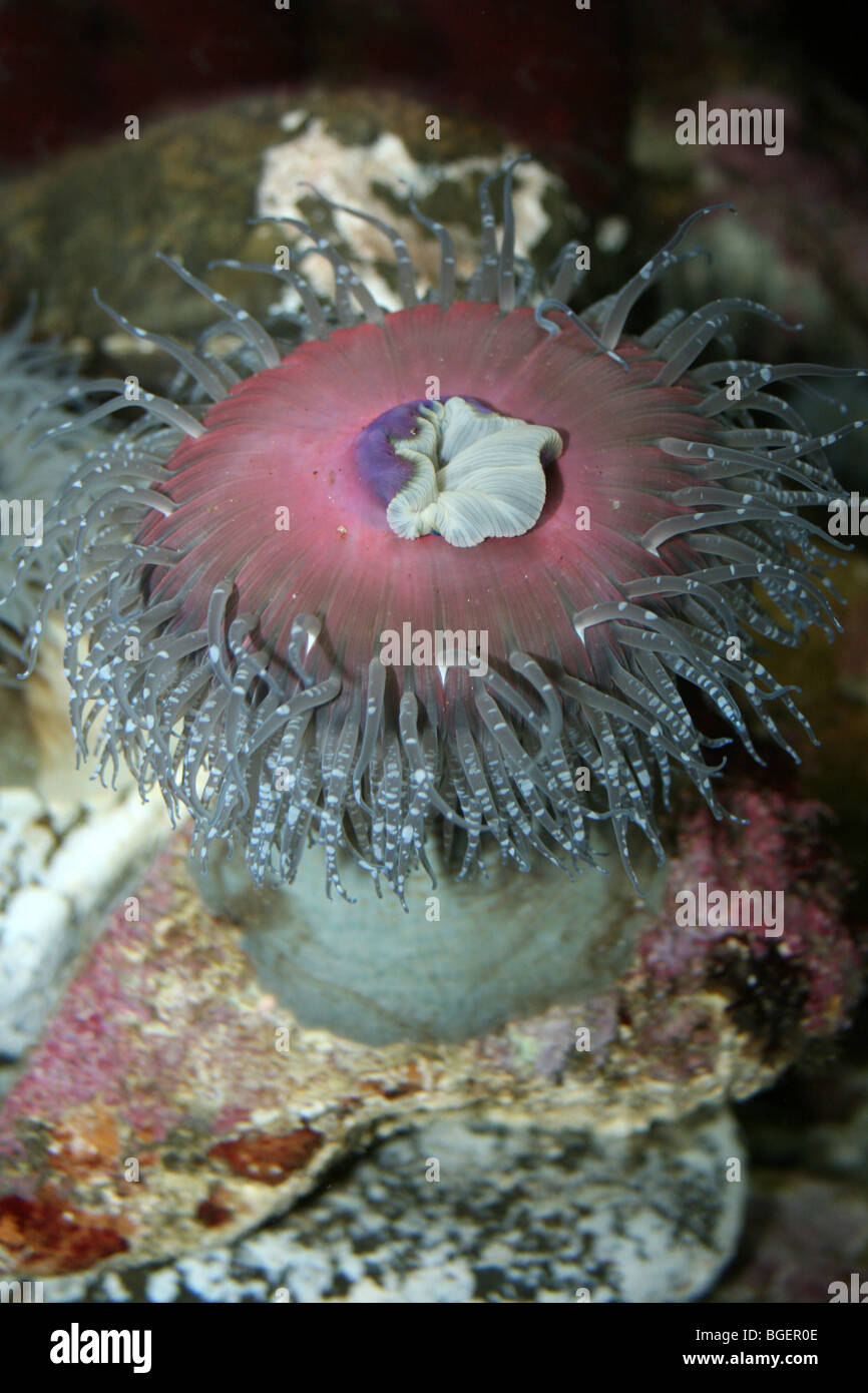Sandy Anemone (a.k.a. Ritter's Brooding Anemone) Epiactis ritteri Stock Photo