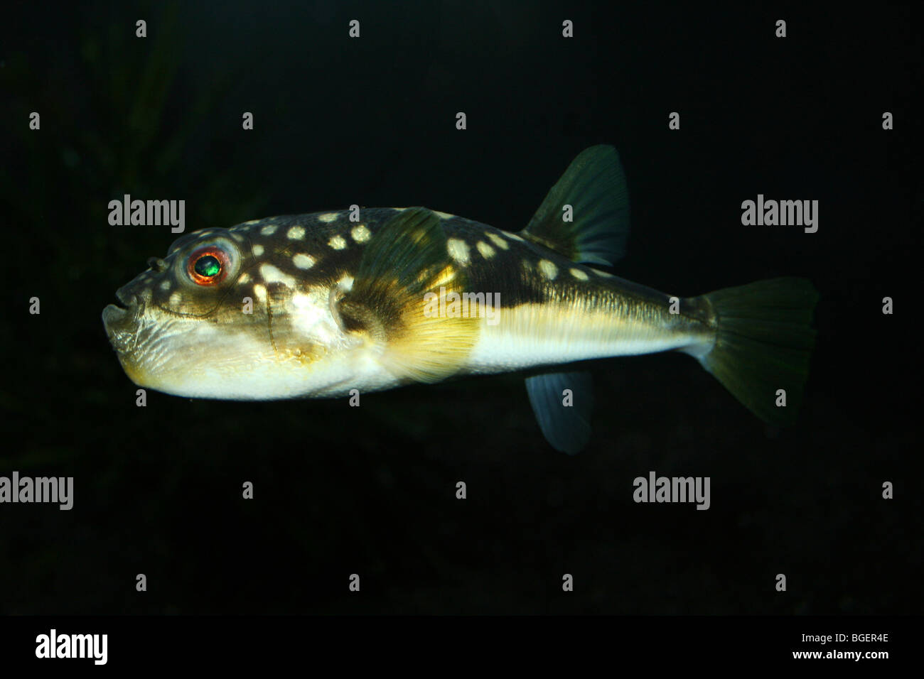 Evil Eyed Puffer Fish  Amblyrhynchotes honckenii Taken At Two Oceans Aquarium, Cape Town, South Africa Stock Photo