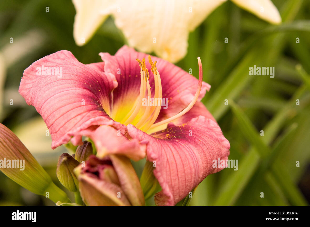 Hemerocallis flower Stock Photo: 27370902 - Alamy