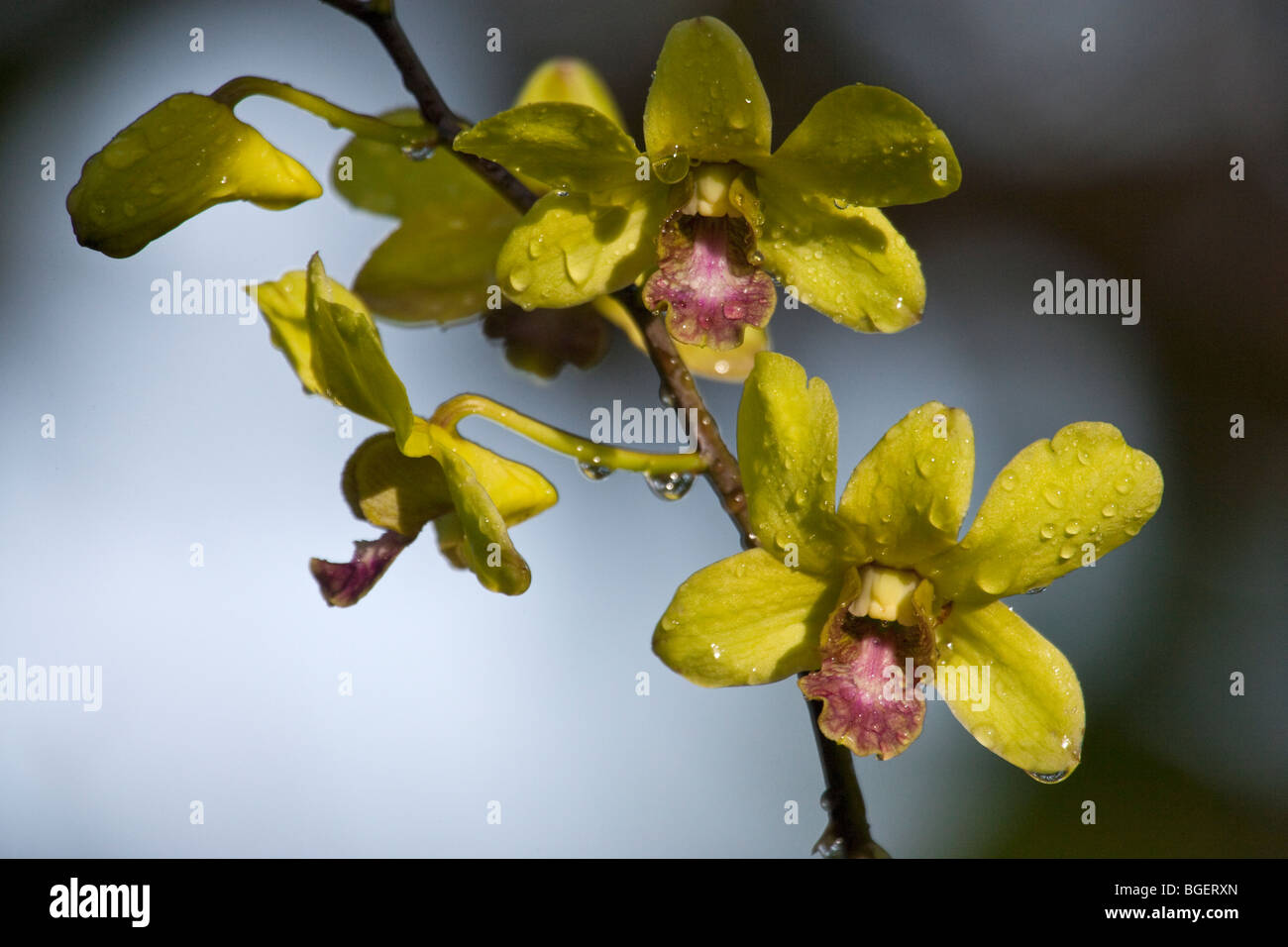 Orchids bloom in Hawaii Stock Photo Alamy