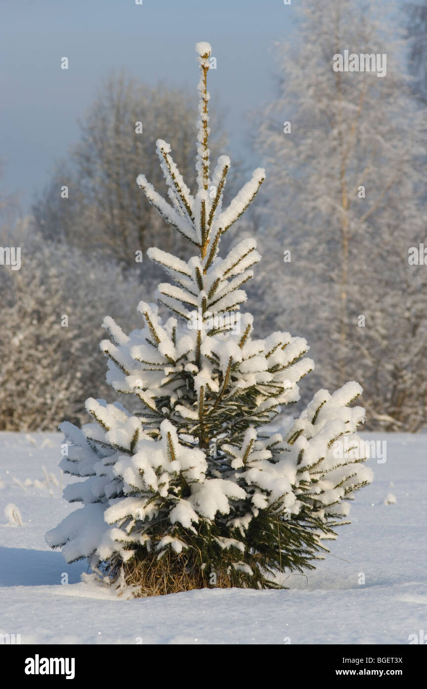Winter Landscape in Estonia near Tartu Baltic States EU Stock Photo