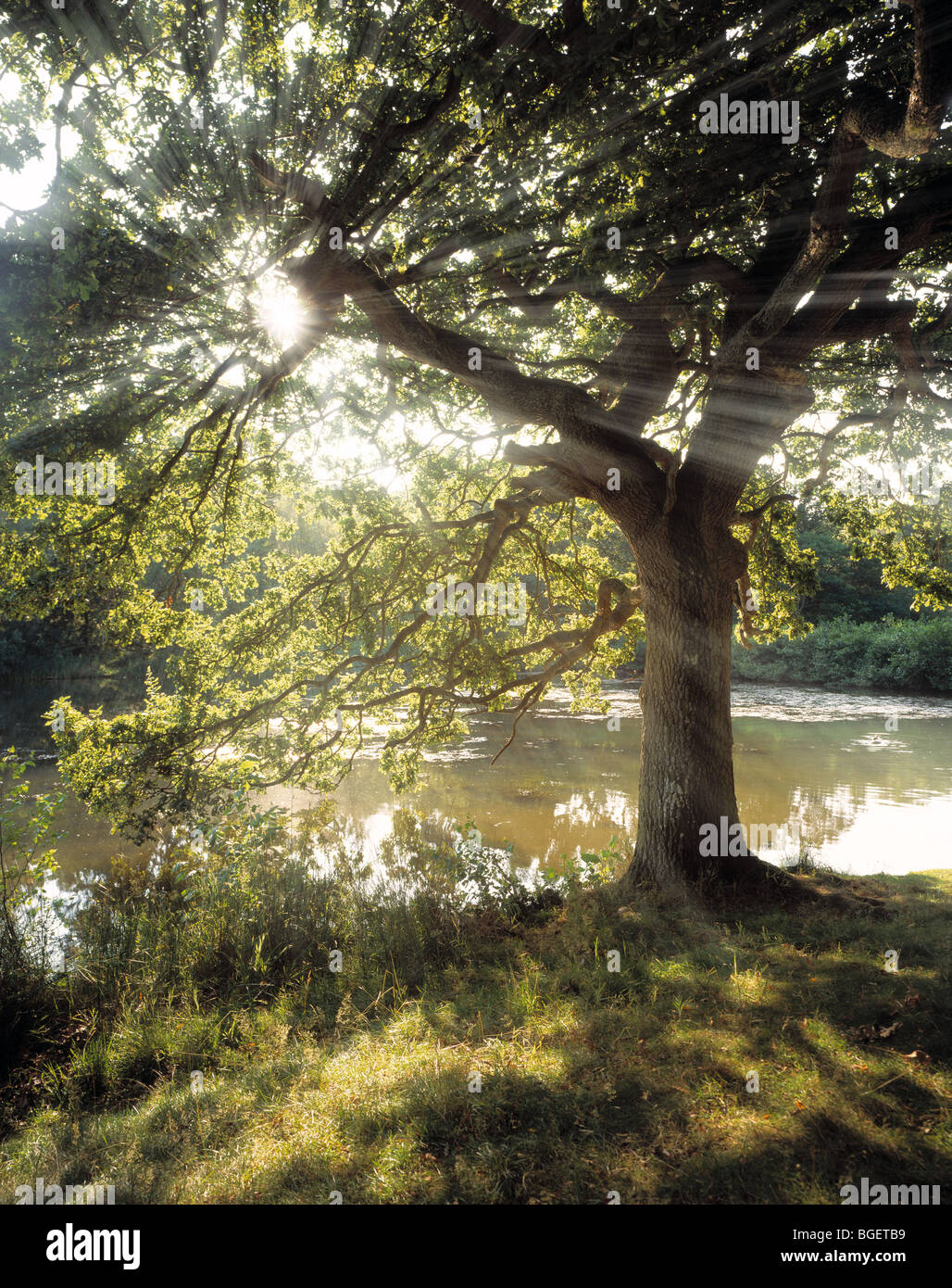 THE SUN'S RAYS SHINING THROUGH AN OAK TREE AT CANNOP PONDS THE FOREST OF DEAN GLOS UK Stock Photo