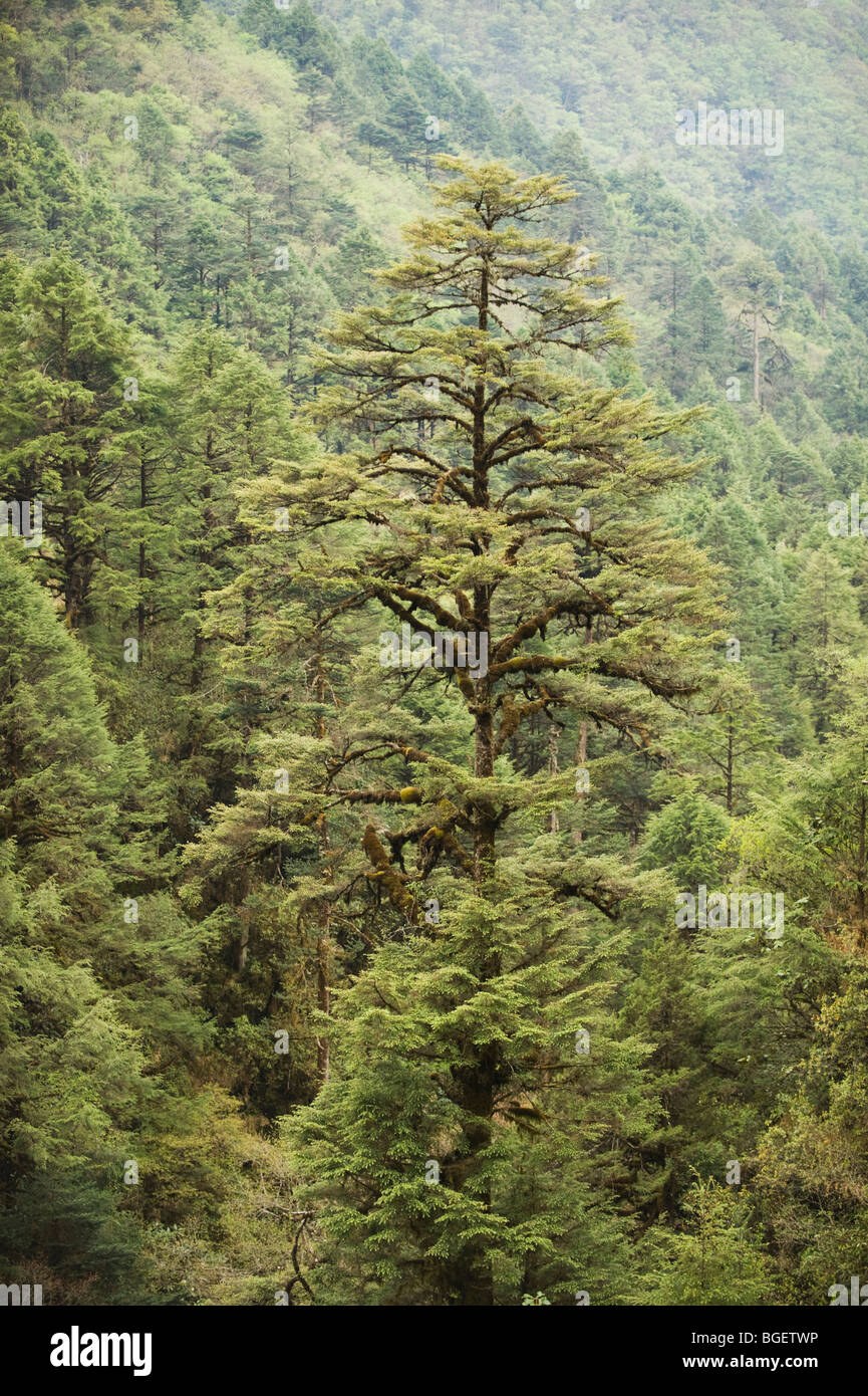 Sikkim fir hires stock photography and images Alamy