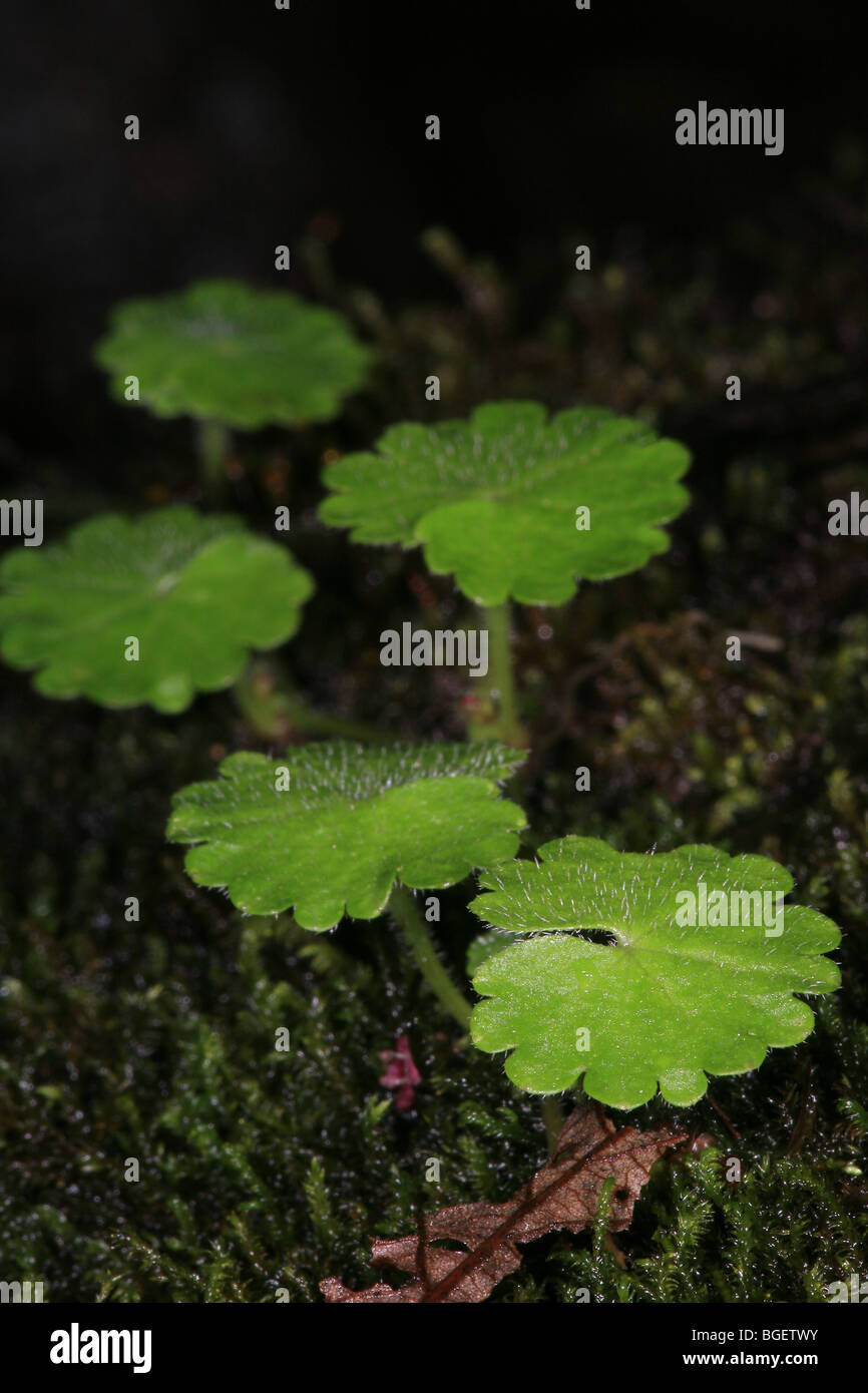 Leaf details on the cloudforest floor in La Amistad national park, Chiriqui province, Republic of Panama. Stock Photo