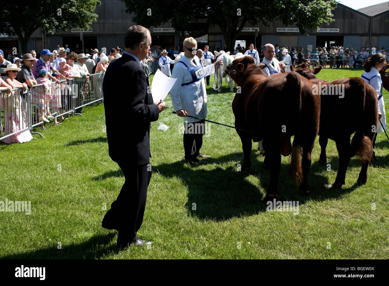 Judging prize winning cattle Around the Royal Norfolk Show in Norwich