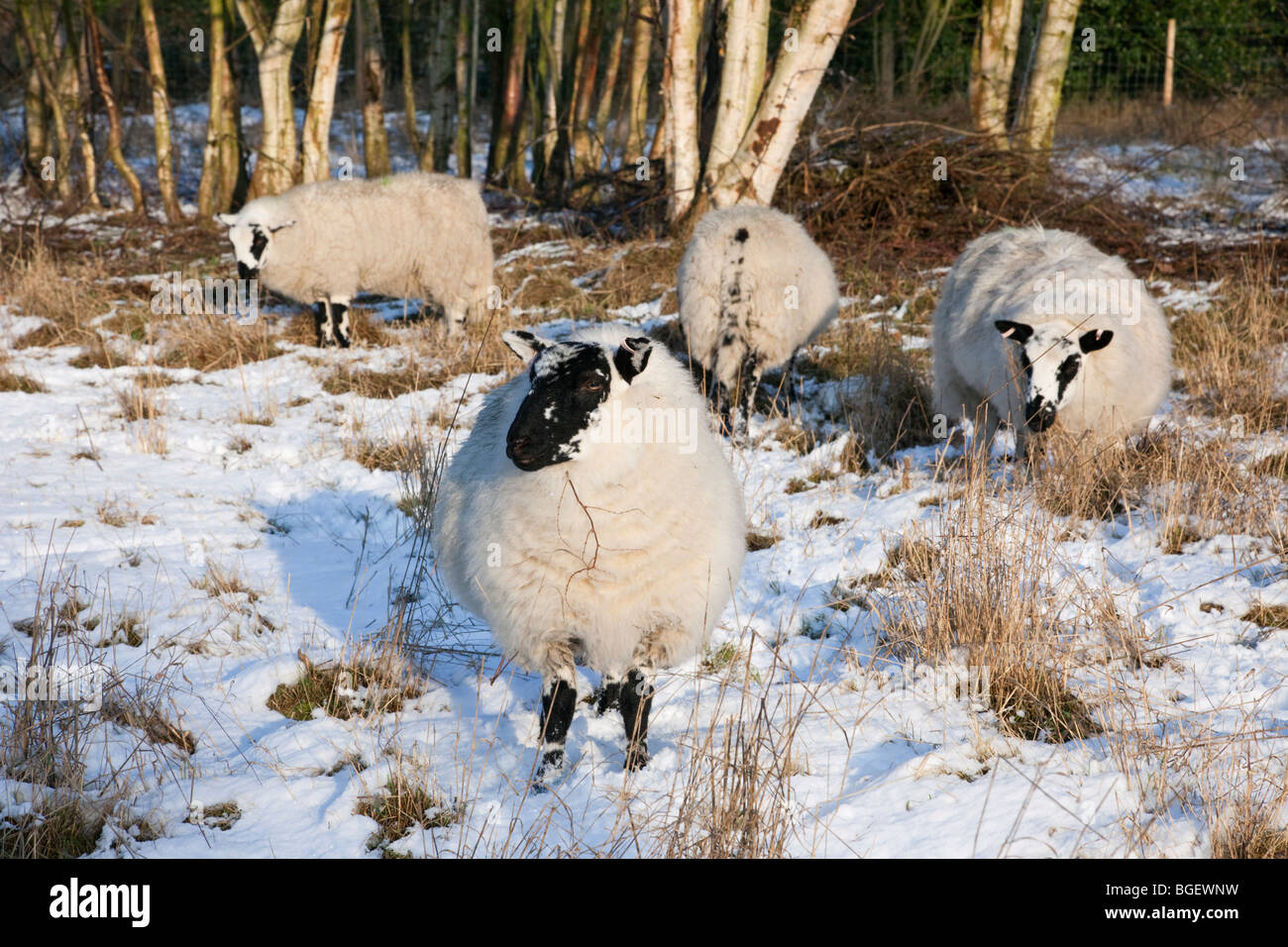 Beulah Speckled Face sheep grazing in a Nature Reserve in winter snow. A rare hardy Welsh breed. England UK Britain Stock Photo