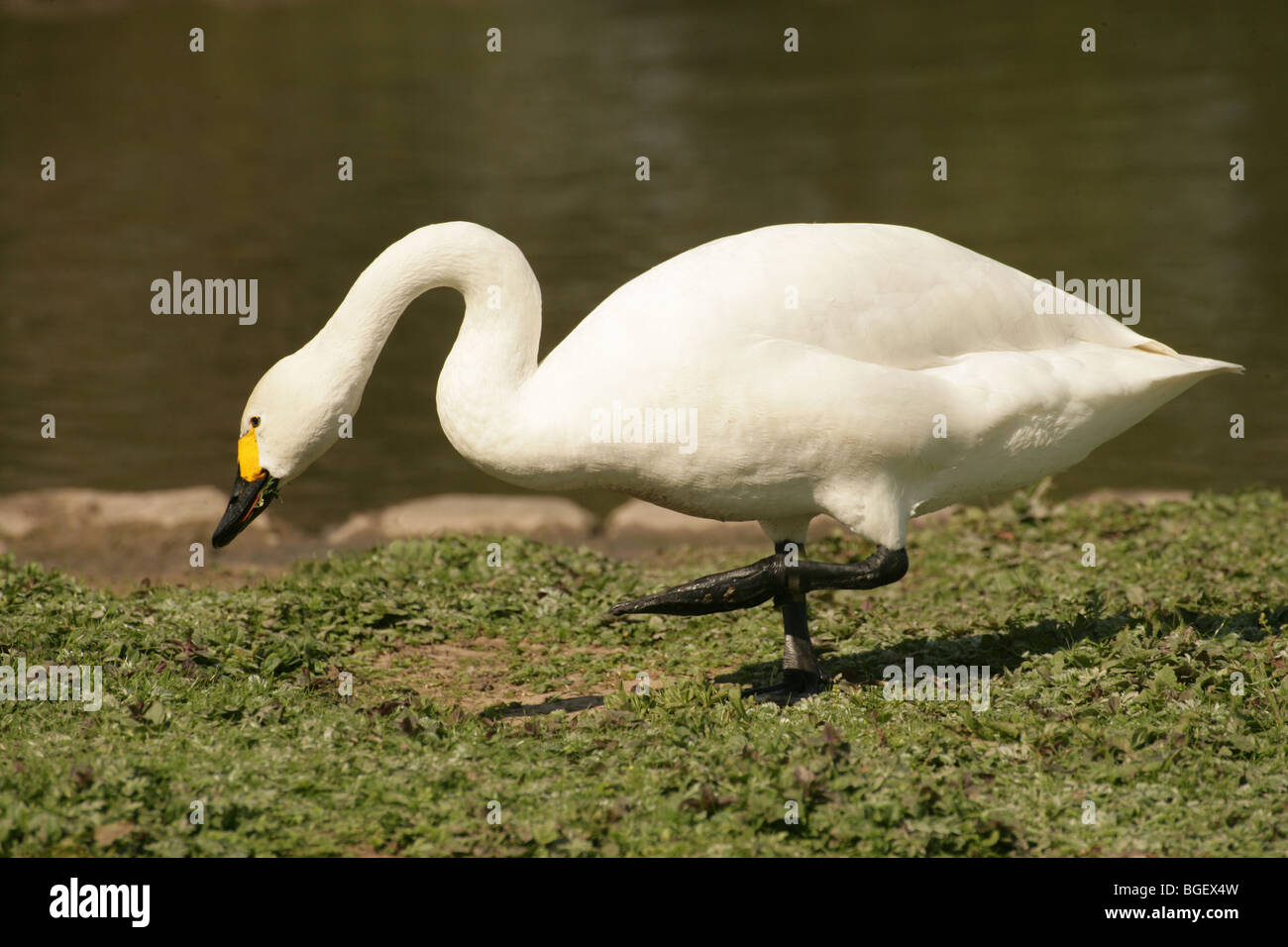 Swan on land hi-res stock photography and images - Alamy