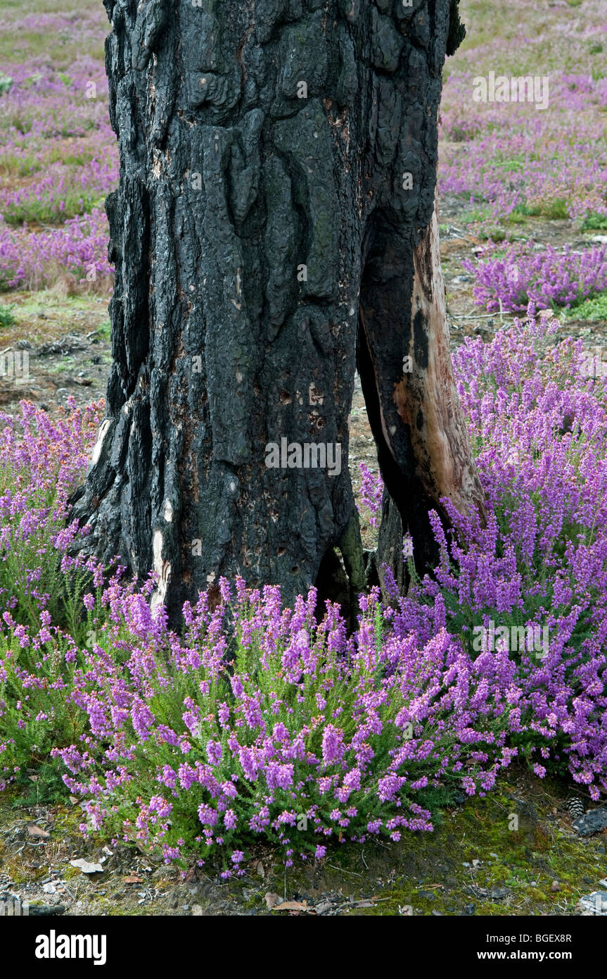 New growth of heather on burnt heathland. With remains of burnt Birch tree. Stock Photo