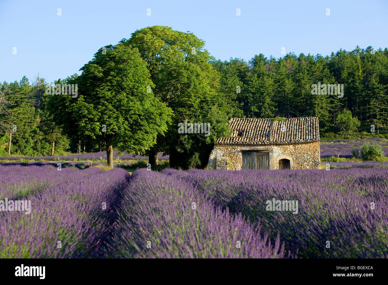 Cabanon Lavender of provence Valensole région Alpes de haute Provence Stock Photo