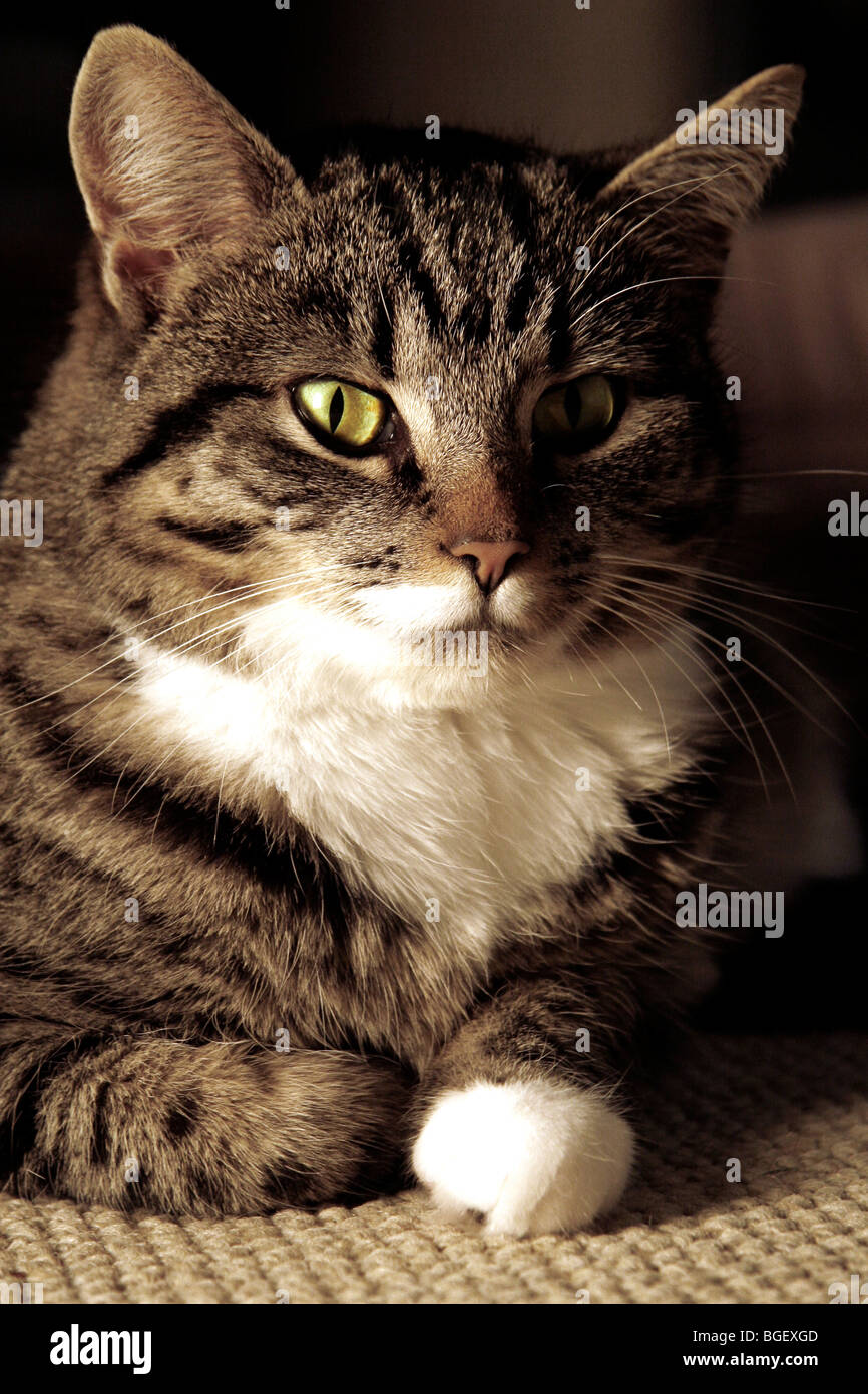 Portrait of a young tabby cat bathed in warm light from a fire Stock ...