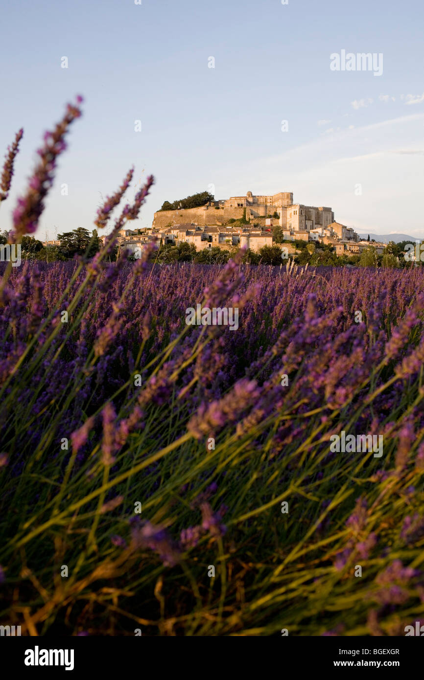 France, Drome, Grignan, lavender field in front of the village with the castle where Madame de Sevigne lived Stock Photo