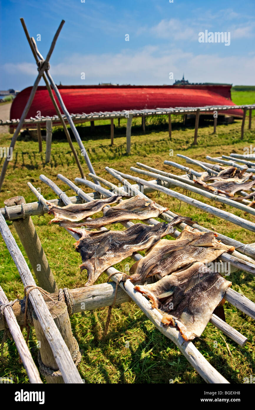 Cod fish drying on a flake near the entrance to the Fortress of