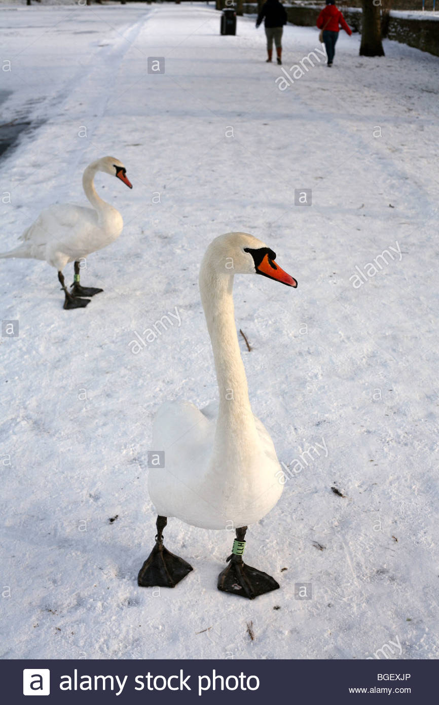 Mute Swans in winter Stock Photo