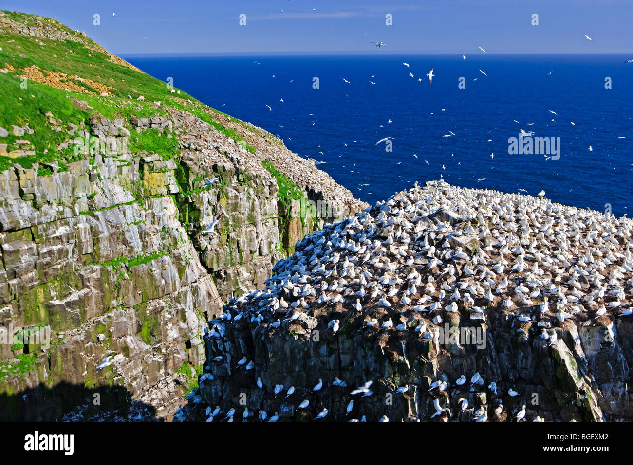 Northern Gannets, Morus bassanus, nesting on Bird Rock at the Cape St Mary's Ecological Reserve, Cape St Mary's, also known as T Stock Photo