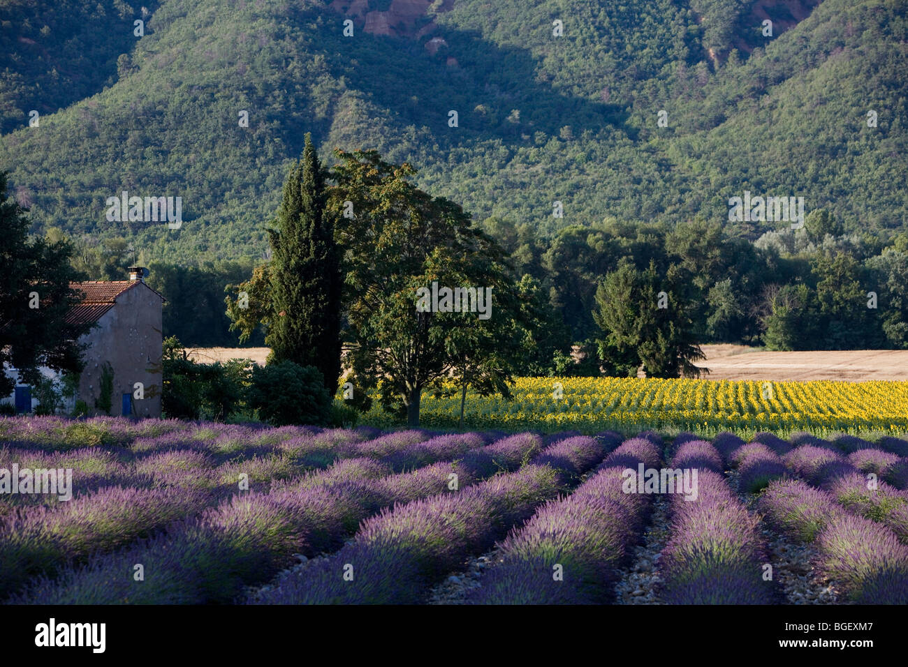 France. Provence.Valensole région. Lavender fields. Stock Photo
