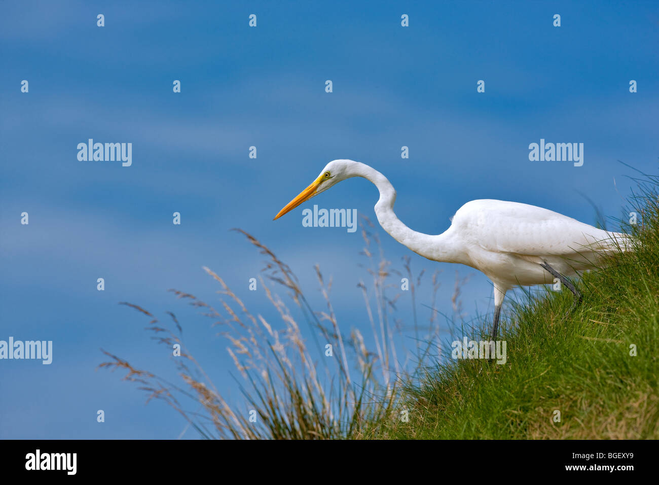 Great Egret (Ardea alba) hunting on grassy slope. Near Napa Valley, California Stock Photo