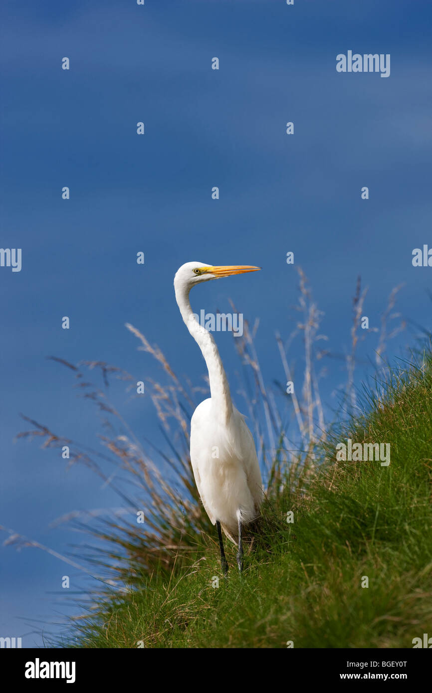 Great Egret (Ardea alba) on grassy slope. Near Napa Valley, California Stock Photo