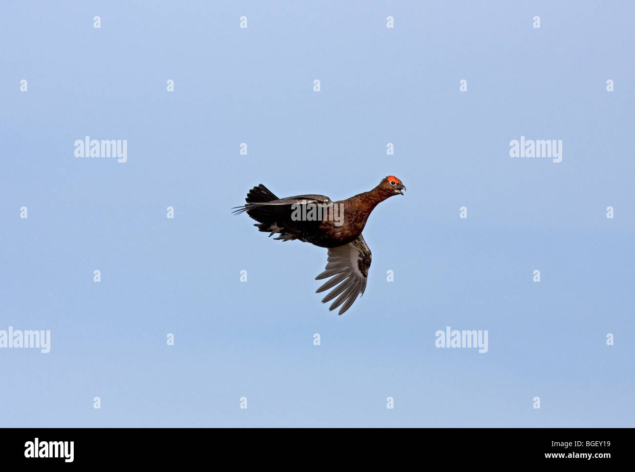 Red Grouse in flight Stock Photo