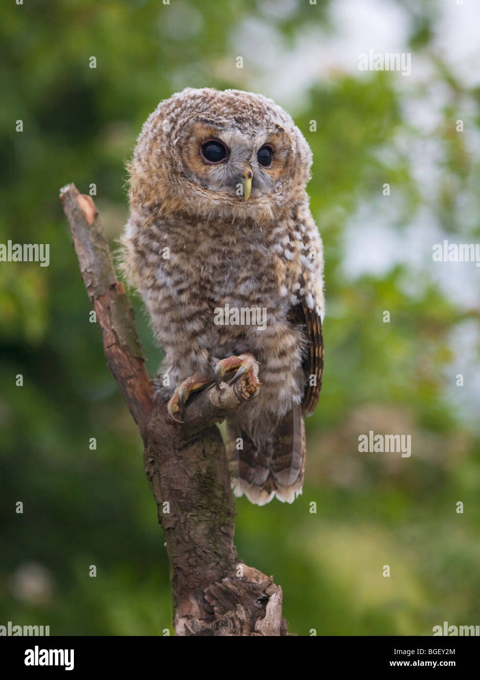 Tawney Owlet perching Stock Photo