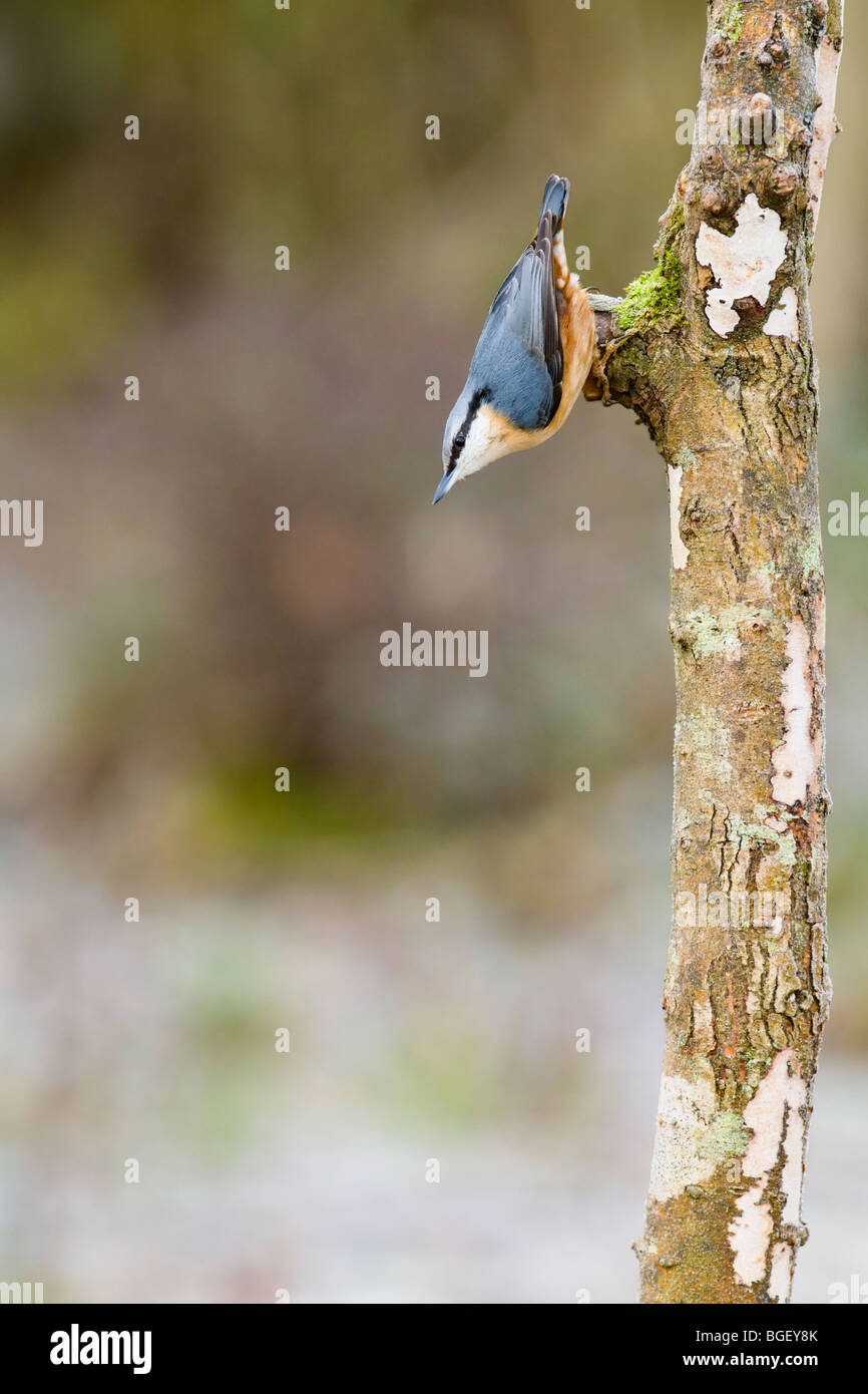 Nuthatch clinging upside down to tree trunk Stock Photo