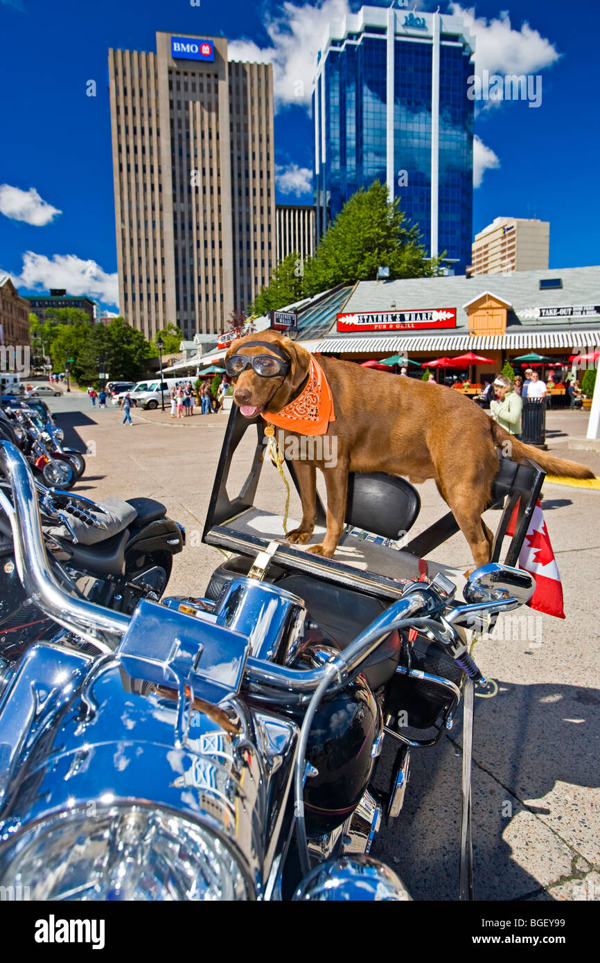 Max the chocolate lab dog, on the back of a Harley Davidson Motor Bike next to the Naval Clock in Chebucto Landing along the wat Stock Photo