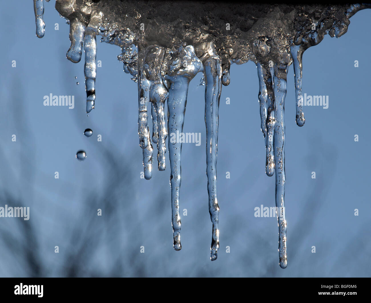 meltwater drips from melting icicles leaving two droplets captured in midair against clear blue sky symbolizing climate change and impending disaster Stock Photo