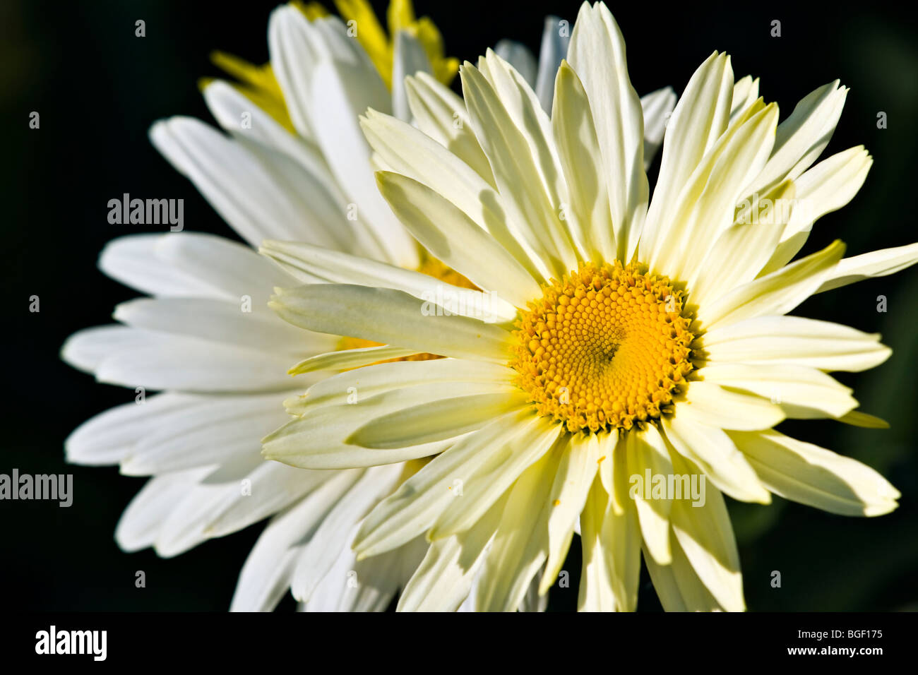 Daisy Pics
