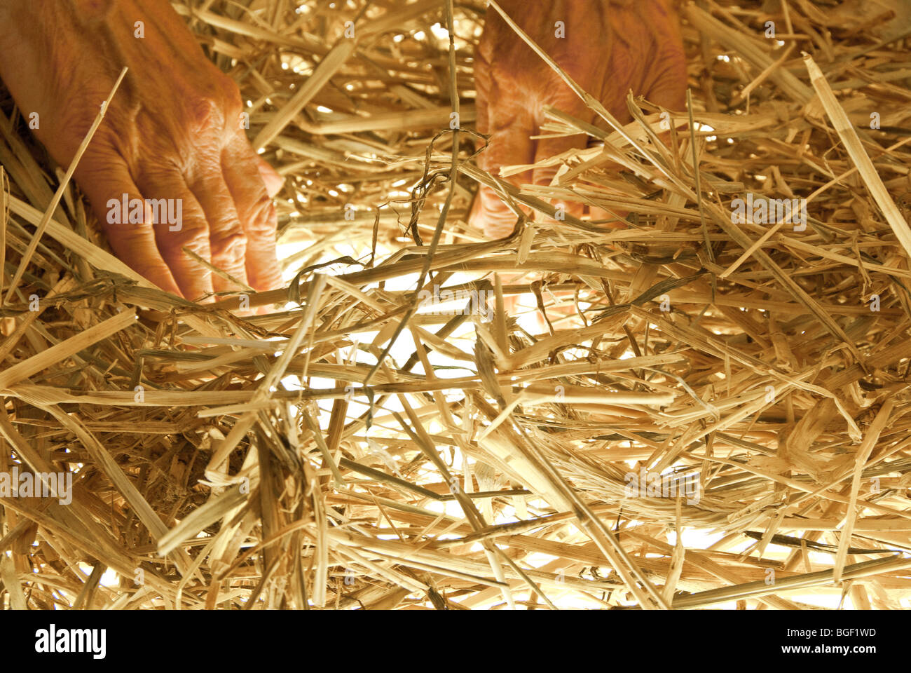 Man searching for a needle in a haystack Stock Photo