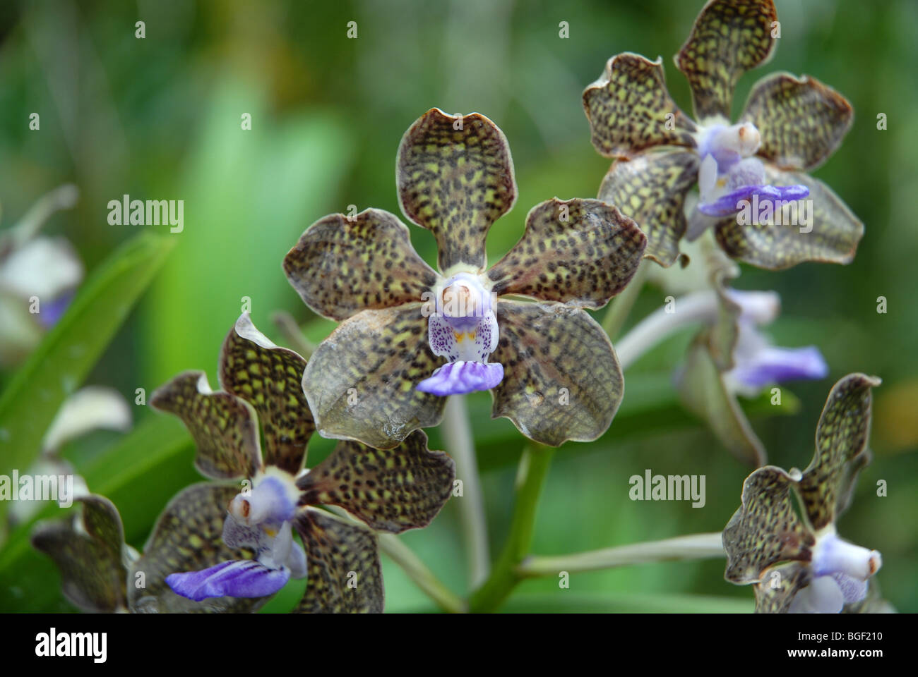 Vanda Mimi Palmer Orchid, (Vanda Tan Chay Yan x Vanda tessellata) National Orchid Garden, Botanical Gardens, Singapore Stock Photo