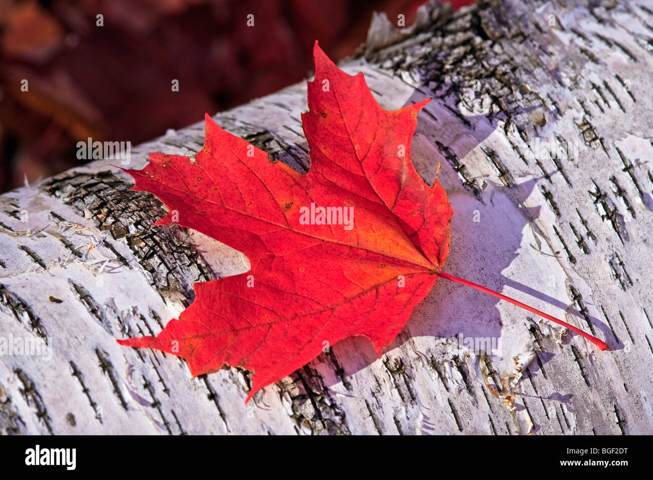 Fall in the forest along the road to Rock Lake in Algonquin Provincial Park, Ontario, Canada. Stock Photo