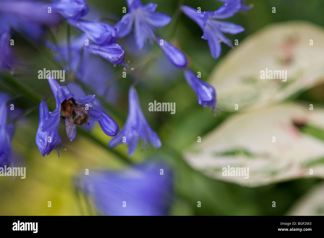 Agapanthus hybrid with bee Stock Photo